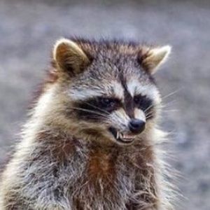 Meet your Posher, Karla